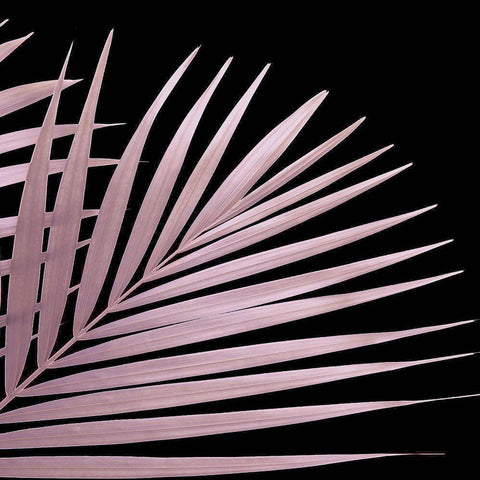 Pink Palm White Modern Wood Framed Art Print by Sommers, Mindy