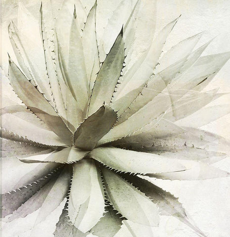 White Agave Black Ornate Wood Framed Art Print with Double Matting by Sommers, Mindy