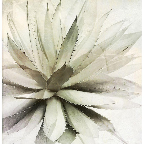 White Agave Black Modern Wood Framed Art Print by Sommers, Mindy