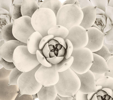 Creamy Cactus White Modern Wood Framed Art Print with Double Matting by Sommers, Mindy