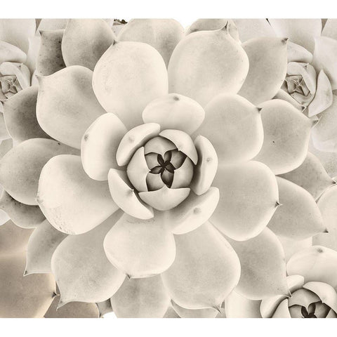 Creamy Cactus Black Modern Wood Framed Art Print by Sommers, Mindy