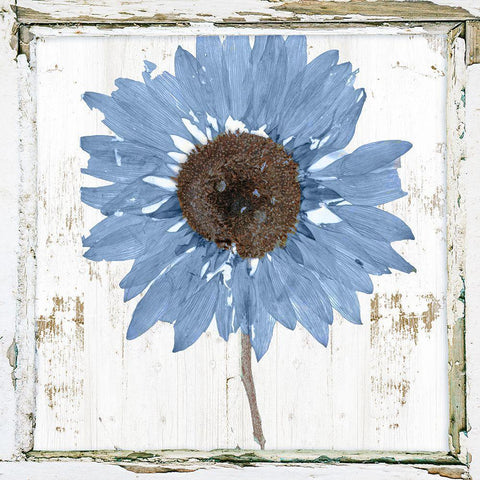 Blue Sunflower Redux White Modern Wood Framed Art Print with Double Matting by Sommers, Mindy