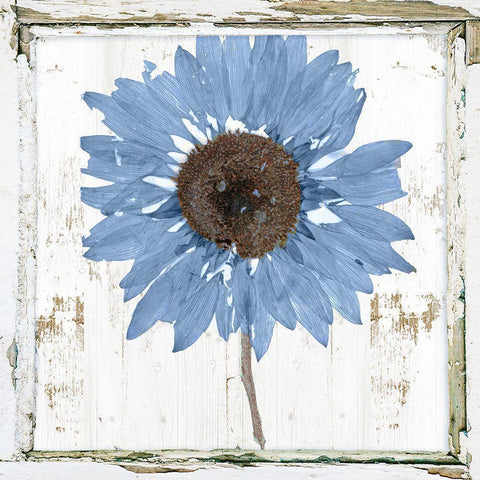 Blue Sunflower Redux Black Modern Wood Framed Art Print by Sommers, Mindy