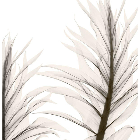 Natural Emotions II Black Modern Wood Framed Art Print with Double Matting by Sommers, Mindy