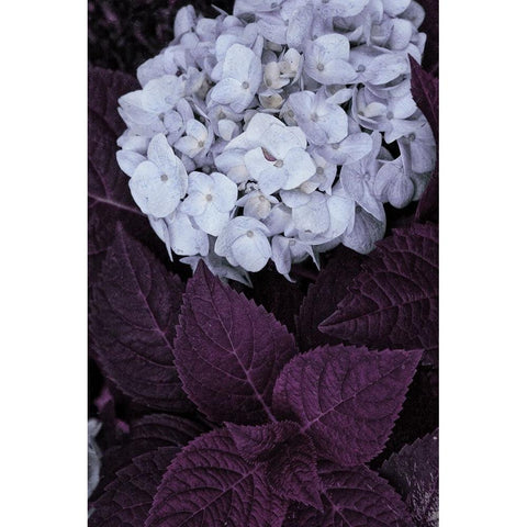Impossible Hydrangea White Modern Wood Framed Art Print by Sommers, Mindy