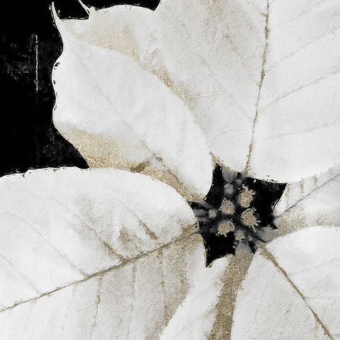 White Poinsettia White Modern Wood Framed Art Print with Double Matting by Sommers, Mindy