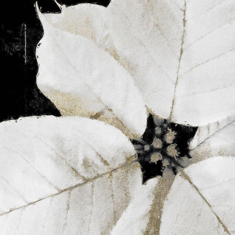 White Poinsettia White Modern Wood Framed Art Print by Sommers, Mindy