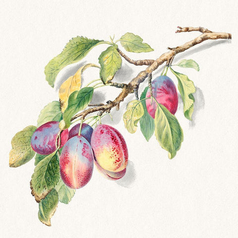 A branch of ripe plums White Modern Wood Framed Art Print with Double Matting by Anonymous