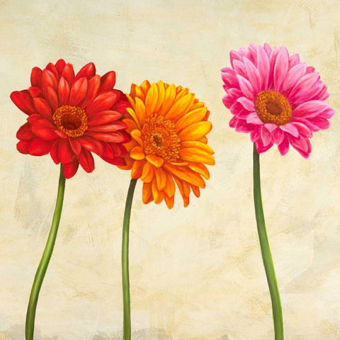 Gerberas Black Modern Wood Framed Art Print with Double Matting by Ann, Cynthia