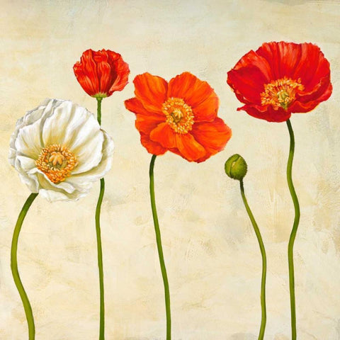 Coquelicots Black Modern Wood Framed Art Print by Ann, Cynthia