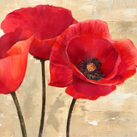 Red Poppies Black Modern Wood Framed Art Print by Ann, Cynthia