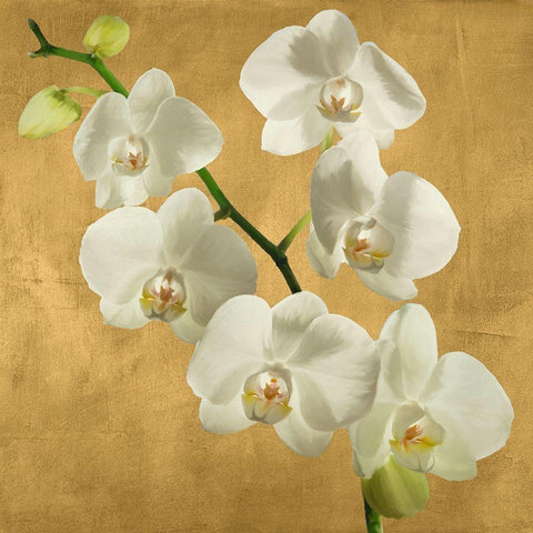 Orchids on a Golden Background I Black Modern Wood Framed Art Print by Antinori, Andrea