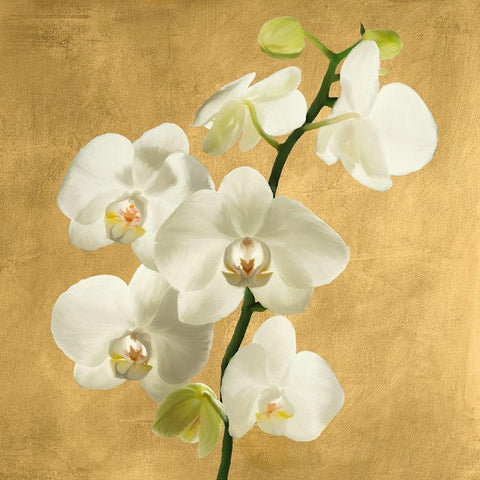 Orchids on a Golden Background II White Modern Wood Framed Art Print with Double Matting by Antinori, Andrea
