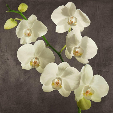Orchids on Grey Background I White Modern Wood Framed Art Print by Antinori, Andrea