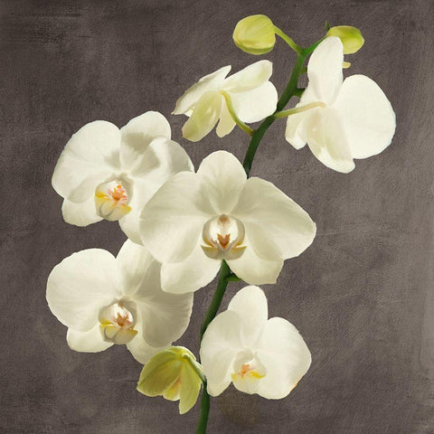 Orchids on Grey Background II White Modern Wood Framed Art Print with Double Matting by Antinori, Andrea