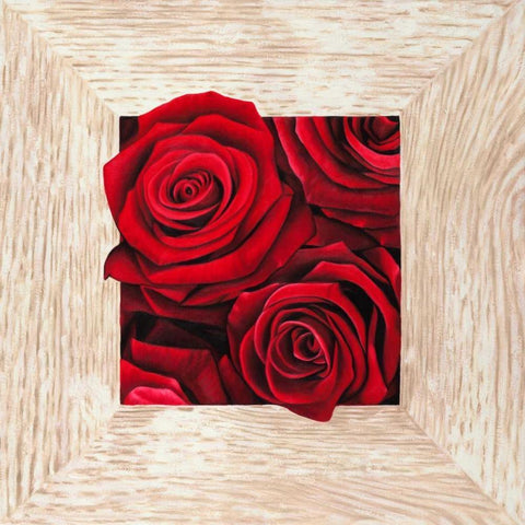 French Roses II White Modern Wood Framed Art Print with Double Matting by Benson, Pierre
