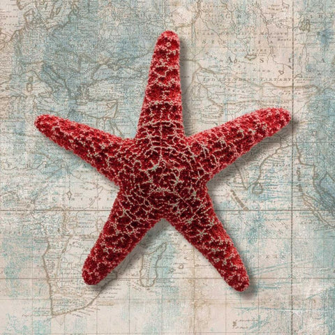 Starfish Black Modern Wood Framed Art Print with Double Matting by Broome, Ted