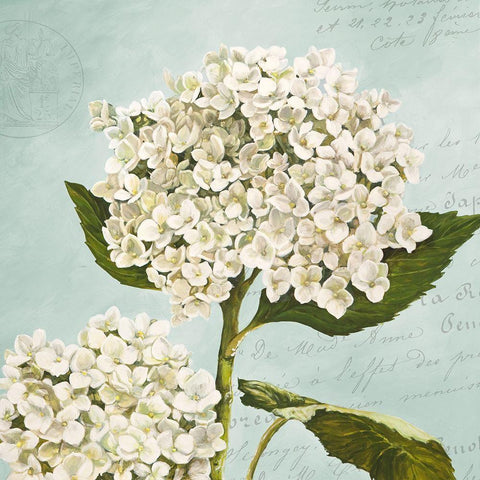 Hydrangeas II (Aqua) White Modern Wood Framed Art Print by Remy, Dellal