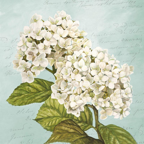 Hydrangeas III (Aqua) White Modern Wood Framed Art Print by Remy, Dellal