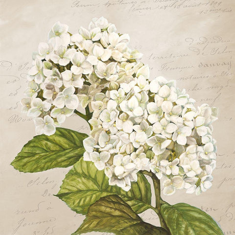 Hydrangeas III (Neutre) Gold Ornate Wood Framed Art Print with Double Matting by Remy, Dellal