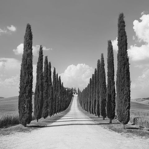 Cypress alley- San Quirico dOrcia- Tuscany (detail) Gold Ornate Wood Framed Art Print with Double Matting by Krahmer, Frank