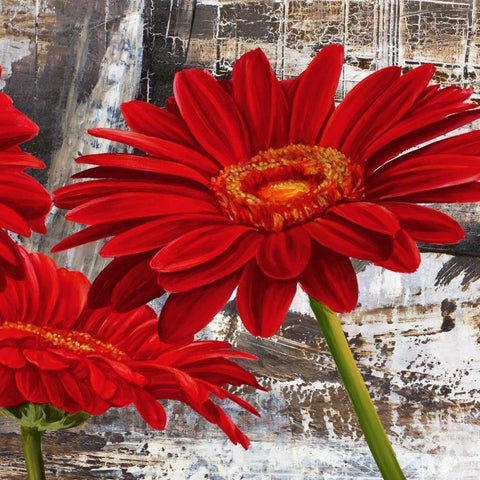 Red Gerberas II White Modern Wood Framed Art Print by Thomlinson, Jenny