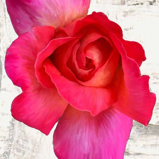 Image Only