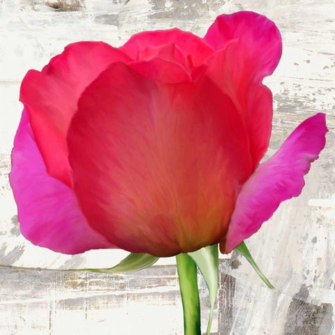 Spring Roses II White Modern Wood Framed Art Print by Thomlinson, Jenny