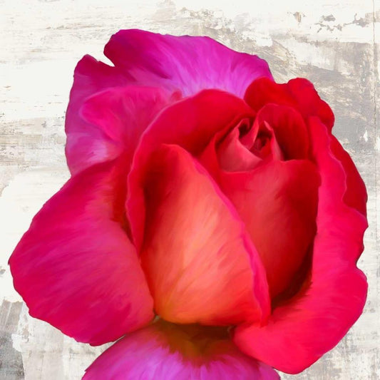 Image Only