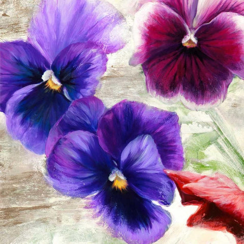 Pansies II Black Modern Wood Framed Art Print with Double Matting by Thomlinson, Jenny