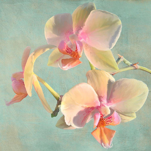 Jewel Orchids I White Modern Wood Framed Art Print by Villa, Luca