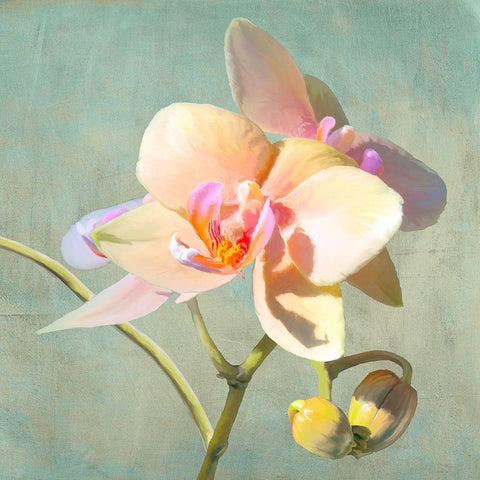 Jewel Orchids II Black Modern Wood Framed Art Print by Villa, Luca