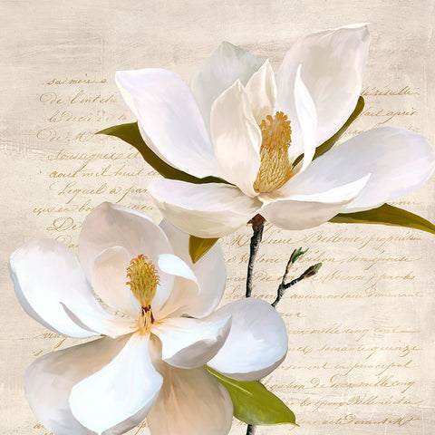 Ivory Magnolia_II White Modern Wood Framed Art Print with Double Matting by Villa, Luca