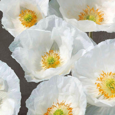 Poppies on Chalkboard II Black Modern Wood Framed Art Print with Double Matting by Leonardo, Sanna