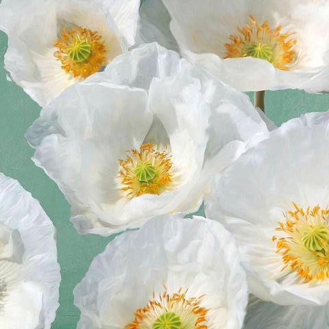 Poppies on Mint II Gold Ornate Wood Framed Art Print with Double Matting by Leonardo, Sanna