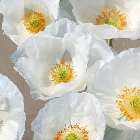 Poppies on Taupe II White Modern Wood Framed Art Print by Leonardo, Sanna