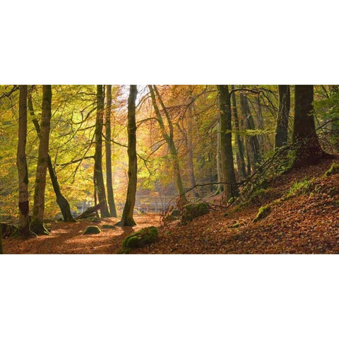 Autumn beech woods Birks o Aberfeldy Black Modern Wood Framed Art Print by Anonymous