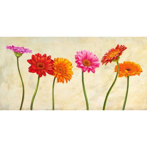 Gerberas Black Modern Wood Framed Art Print with Double Matting by Ann, Cynthia