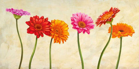 Gerberas Black Ornate Wood Framed Art Print with Double Matting by Ann, Cynthia