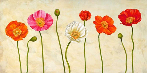 Coquelicots White Modern Wood Framed Art Print with Double Matting by Ann, Cynthia