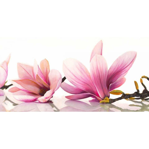 Magnolia Black Modern Wood Framed Art Print by Ann, Cynthia