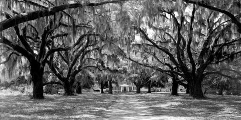 Avenue of oaks, South Carolina Black Ornate Wood Framed Art Print with Double Matting by Anonymous