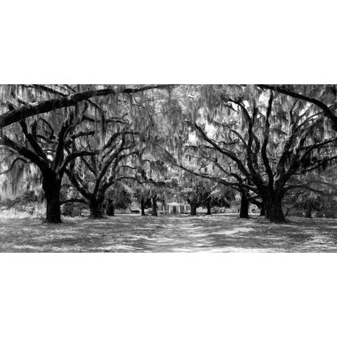 Avenue of oaks, South Carolina Black Modern Wood Framed Art Print with Double Matting by Anonymous