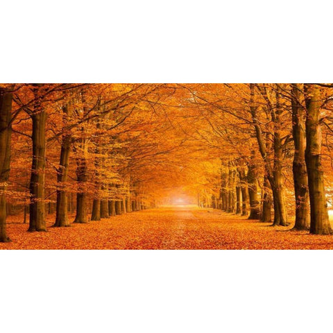 Woods in autumn Black Modern Wood Framed Art Print with Double Matting by Pangea Images