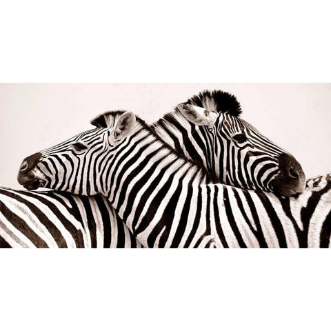 Zebras in love Black Modern Wood Framed Art Print with Double Matting by Anonymous