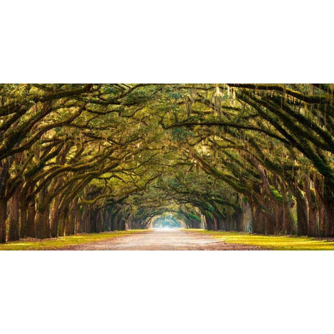 Path lined with oak trees White Modern Wood Framed Art Print by Anonymous