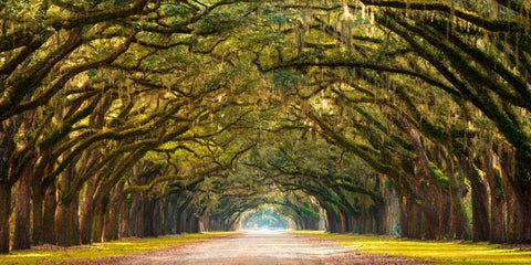 Path lined with oak trees White Modern Wood Framed Art Print with Double Matting by Anonymous