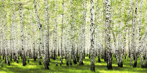 Birch forest in spring White Modern Wood Framed Art Print with Double Matting by Anonymous