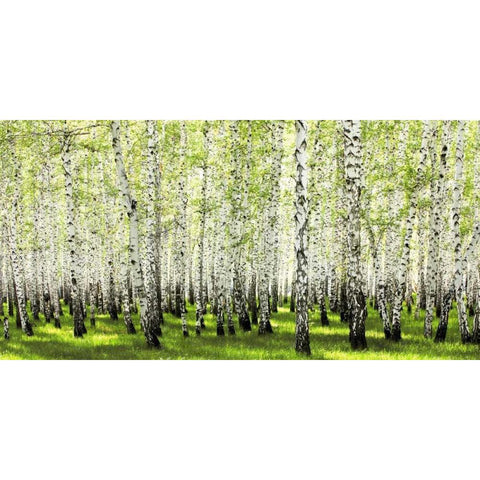 Birch forest in spring Black Modern Wood Framed Art Print with Double Matting by Anonymous