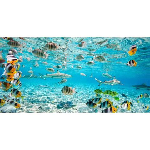 Fish and sharks in Bora Bora lagoon White Modern Wood Framed Art Print by Pangea Images